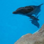 delfines