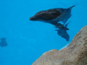 delfines